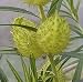 Family Jewels Plant 20 Seeds