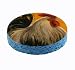 Rooster Unique Kitchen Sponge