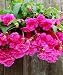 Pendula Pink Begonia - 2 Bulbs
