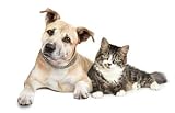 Staffordshire Terrier Puppy and Cat - 24