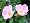 www.wildrosen.com - Wildrose Rosa canina - (5-Liter Topf)