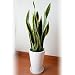 サンスべリア6号陶器鉢植え【送料無料】