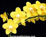 Phal. Golden Bells 