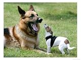 Seven-Month-Old, 6-Pound Midge, German Shepherd Photographic Poster Print, 40x30