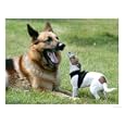 Seven-Month-Old, 6-Pound Midge, German Shepherd Photographic Poster Print, 32x24