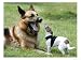 Seven-Month-Old, 6-Pound Midge, German Shepherd Photographic Poster Print, 24x18