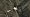 �o�g���t�B�[���h�F�o�b�h�J���p�j�[�C���[�W