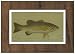 Small-Mouthed Black Bass Animals Art Poster Print by Harris, 19x13