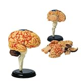3-D Brain Puzzle