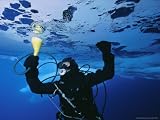 A Diver Suctions Tiny Amphipods from Ice Floe Photographers Photographic Poster Print by Paul Nicklen, 24x18