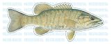 SMALL MOUTH BASS -Fish Decal- sticker truck fishing