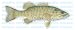 SMALL MOUTH BASS -Fish Decal- sticker truck fishing