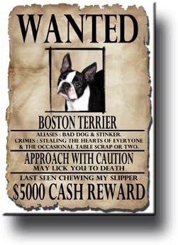 Boston Terrier Wanted Fridge Magnet Funny
