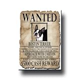 Boston Terrier Wanted Fridge Magnet