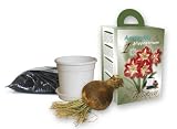Amaryllis Gift Box with Soil Bag, White Pot and Saucer - Striped