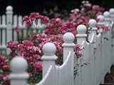 IMAGE OF Pink Roses Growing Along a Wooden Fence Premium Photographic Poster Print by Michael Melford, 30x40
