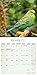 Budgerigars Calendar - Parakeet Calendars -2017 Wall calendars - Calendars 2016 - 2017 Wall Calendars - Bird Calendars - Monthly Wall Calendar by Avonside