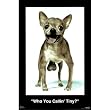 (24x36) WHO YOU CALLIN' TINY Funny Dog Chihuahua Poster