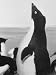 Adelie Penguin at Ross Island Rookery During Experiments to Test Their Navigational A...