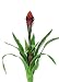 Flame Bromeliad Plant w/1 Bloom & Leaves