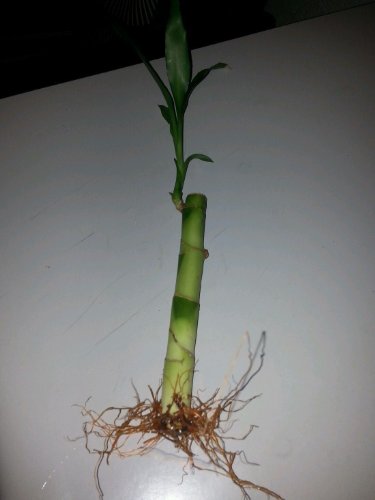 KL Design & Import - 10 Stalks Of 6 Inch Straight Lucky Bamboo For Feng Shui Or Gifts KL Design & Import - 10 Stalks Of 6 Inch Straight Lucky Bamboo For Feng Shui Or Gifts