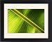 Framed Prints of Banana leaf from Science Photo Library