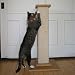 Ultimate Scratch Post