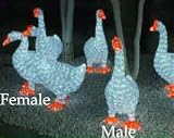 Giant Commercial Acrylic LED Female Goose Christmas Display - 432 LED Lights