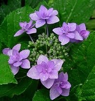 Miyama-yae-Muraski Hydrangea - Japanese Collection