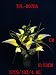 Calla Lily with Led Light