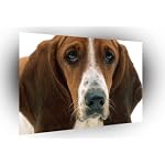 Dog patient eyes basset hound poster photo art