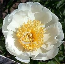 Lotus Queen Peony -Paeonia- Pure White- Fragrant-Potted