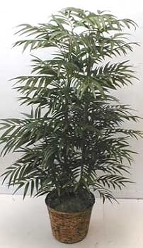 5' DOUBLE Phoenix Palm