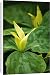 Canvas Prints of DAD-1806 Trillium chloropetalum - a herbaceous perennial that likes moist shady from Ardea Wildlife Pets