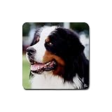 Bernese Mountain Dog Rubber Square Coaster (4 pack)