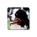 Bernese Mountain Dog Rubber Square Coaster (4 pack)