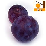 スモモ(プラム）：貴陽（キヨウ）4～5号ポット[最大級の大実品種][苗木]