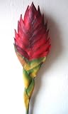 from JustArtificial Artificial Real Touch Maranta Tillandsia Cyanea - 68cm, Red, Real Touch