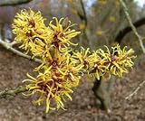 Review Longacres  / Hamamelis mollis 5L