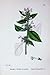 Botany Plants C1902 Common Hemp-Nettle Flowers Colour