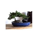 M&M BONSAI JUNIPER ZEN REFLECTIONS BONSAI TREE