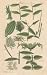DETERMINATE LEAVES, Plate 27 Illustration by John Miller Botanical Studies from 1789 Poster print. Featured plants: Mustard, Ginger, Horsetail, Parthenium, Silver Fir, Scotch Fir, Crown Imperial, Lanciniated Teasel, Peach-leaved Campanula, Oswego Tea, White hellebore, Berry-bearing Yew, Water Violet.