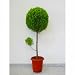 観葉植物 クプレッサス ゴールドクレスト スタンダード (コニファー) 8号