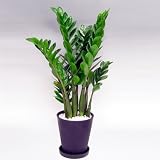 【第一園芸】観葉植物「ザミオクルカス・ザミフォーリア」8号黒鉢