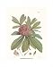 Barbatum Gossaing-Than Nepal by Joseph Dalton Hooker poster print,17.5 in. x 22.5 in.