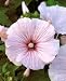 LAVATERA ROSE MALLOW 50 SEEDS