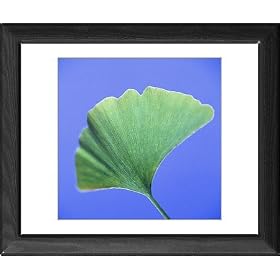 Framed Print of Ginkgo leaf from Science Photo Library