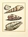 Antiquarian Shells I - Filippo Buonanni Art Print Poster 18 x 24