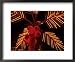Dahab, Egypt: Orange Coconuts on Christmas Tree Framed Art Poster Print by Brimberg & Coulson, 22x18