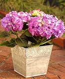 Happiness Hydrangea